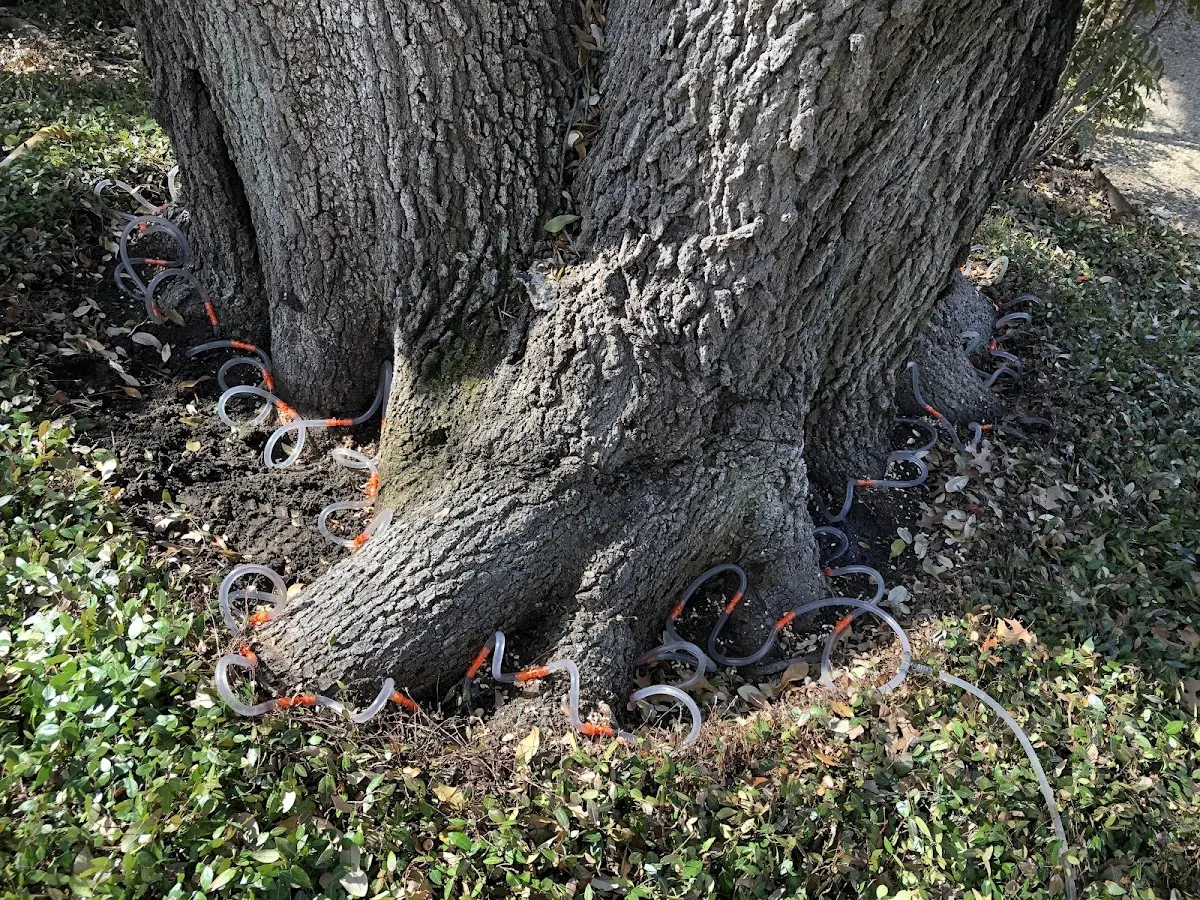 Detailed Tree Cabling and Bracing job site in Marissa