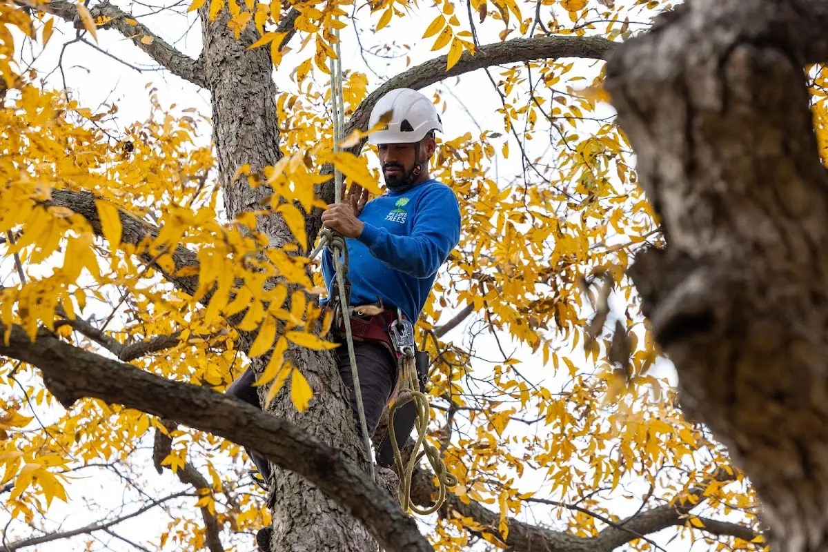 Skilled Tree Transplanting crew working in Marissa